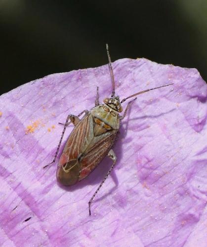 Pachyxyphus lineellus